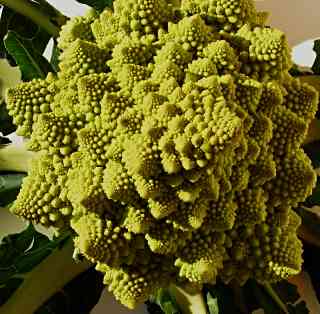 Chou romanesco